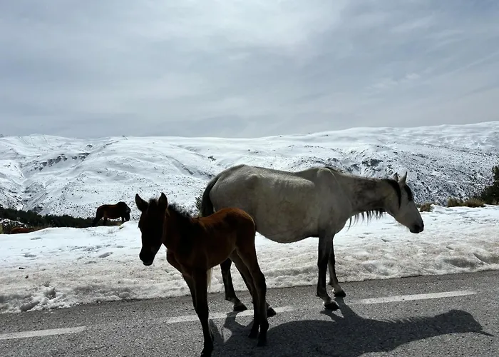 Biznaga Nevada